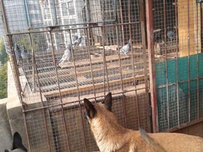 �������� ��ȸ����ɧ����(ͼ)