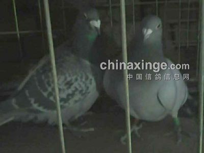 �ҵİ��ڲ���-��������������͸�λ(ͼ)