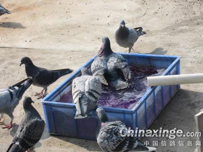 �Ӹ������ϴԡ �������ˬ���᣿(ͼ)