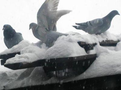 ����䶬�� ��̳����������ˣ�