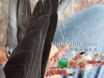 ������������ɫ����һ�������ɻ� ��ǿͦ������(ͼ)