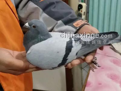 �����ɡ����� һ����������ıɱ(ͼ)