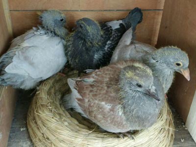 �İ�̥���ڳ���ɸ��ˣ�(ͼ)