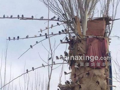 �Ҹ�Ұ�����������硰���ѡ���(ͼ)