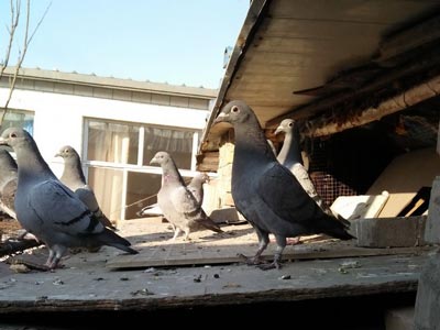 ���������� ��ʳ�뺷�úܣ�(ͼ)