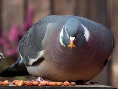 ���ֽ������� �ֲ�������Ÿ�