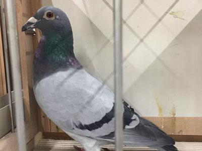 ���ͣ��¹�DVȫ���������ھ�(ͼ)