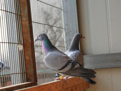 ������롱���������ӻأ����û�����(ͼ)