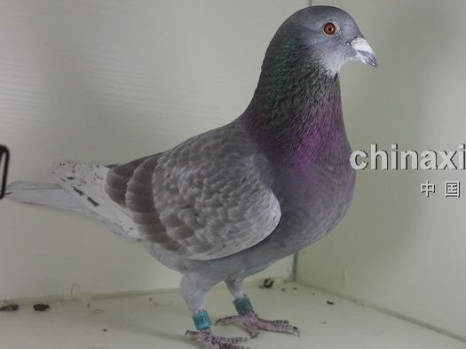 ����С�᣺�������� �����չ�ͷ(ͼ)