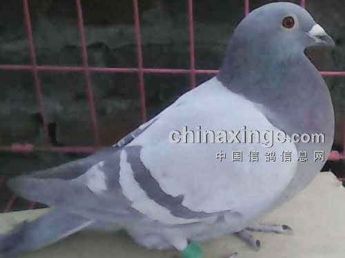 �رȻ�֮ս �����Ӳ���(ͼ)