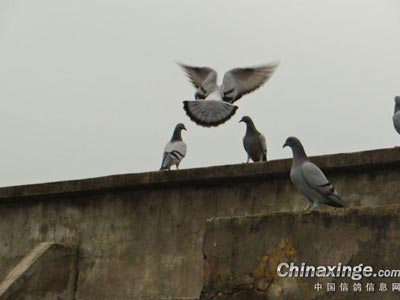 ���У��ָ��ѿ��� �������ҳ���