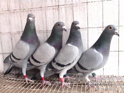 ������������ ��������������