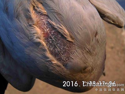 ���ᶬѵ�������Ļ� һ���ֶ�����(ͼ)