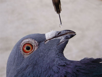 ��΢�Ž���Ԥ���³���