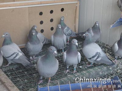 �����ʹ󻧣���ĸ����ë���廬(ͼ)