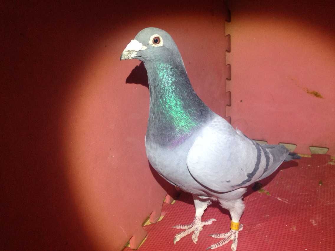 11�����ۣ������͸�λ �ܶ�������ɡ� (ͼ)