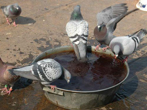 �Ÿ�ϴ���� ������ҩ��