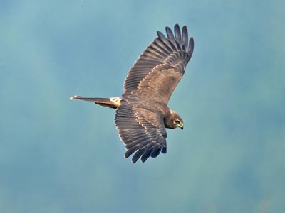 �󵨸�Ⱥ ���ҡ���Ϸ����ӥ