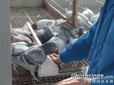 ϲ���ĺø��� ֻ����ƬҲ���ˣ�(ͼ)