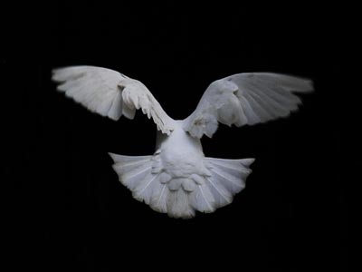 �������͹�ԭ�� ����ü�����������