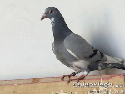 ԪصȽ뵽 ָиܸܵ(ͼ)