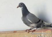 Ԫ���صȽ��뵽�� �ָиܸܵ�(ͼ)
