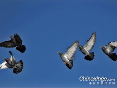 ͣ��������ս �����ջ�����ھ�