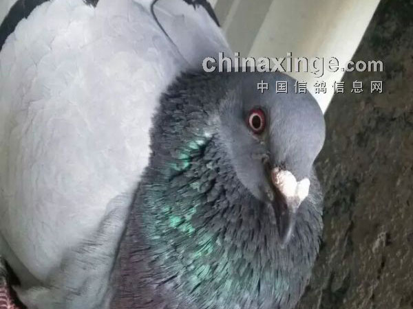 ���Ư�����ĻҰ�����(ͼ)