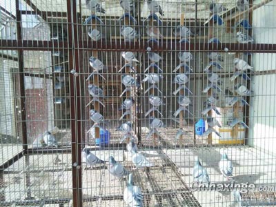 ղɭĻ����Ϊ��Ѫ ������������(ͼ)