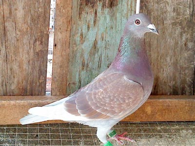 �Ĵε��� ���������̨����ܡ���������������