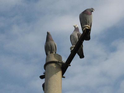 ��1��ֻ��100 ˭���ҿ�����׬��