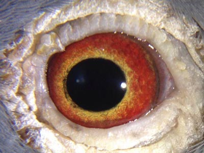 ���������ڴ� ��ı����ָ�����(ͼ)