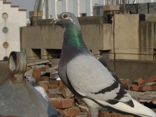 �������ָ����ң�����Ϊ���