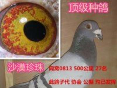 �ѳ�ɳĮ������ ��ƭ14��С��400��(ͼ)