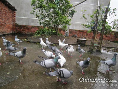 �б�һ�｡���ĸ��Ӹ��޵�����(ͼ)