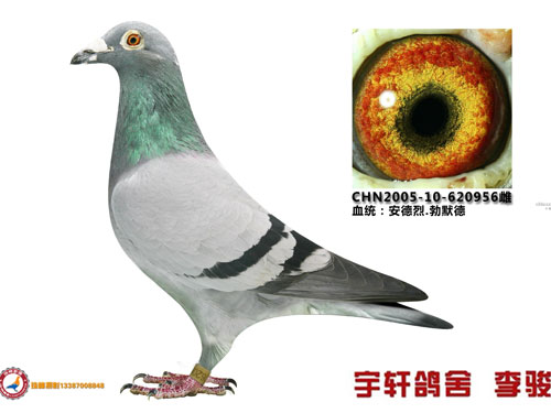 ���Բ��������½��ָ�����(ͼ)