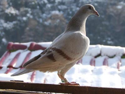 �ҵġ�ѩɽ�ɺ���(ͼ)