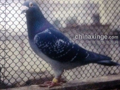 ������������ �����Ѽ�(ͼ)