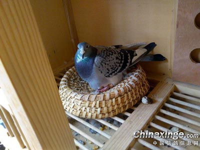 ��äĿ���� ��������ʱ��������