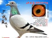 �Ÿ뾺�裭�Ŷ��رȽ�������(ͼ)