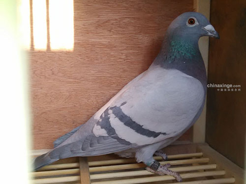 �ҵ��ָ��ޡ�����(ͼ)