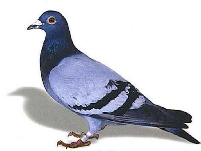 �����ǰƴ����� �˺�߼���