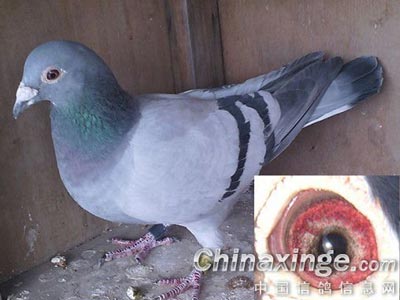 �ҵĻ�Ѫ���ָ���(ͼ)