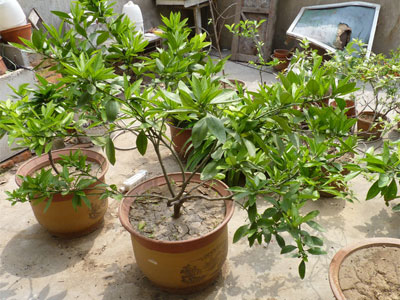 ����ѱ���ĵã�����������(ʮһ)