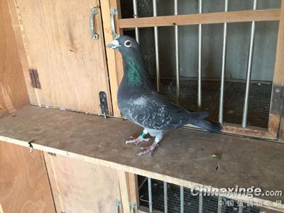 �Ϻ����������� 17������Գɹ�����(ͼ)