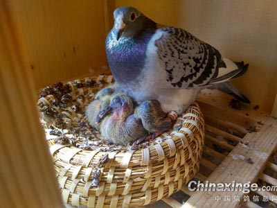 �����ڳ��׸룺���뻮һ�ܲ���(ͼ)