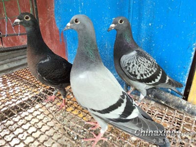 �޽����£���������������ͣ�(ͼ)