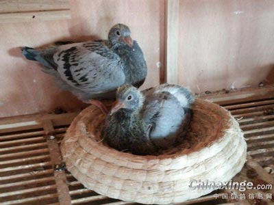 û����Ķ�������(ͼ)