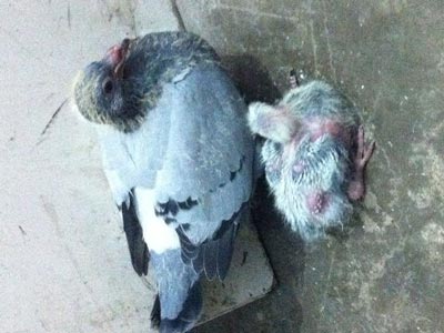 ����������ĸ��� ��˵ι��û��(ͼ)