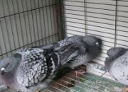 �ٲ���Ԥ��ʮ��֮��һ��